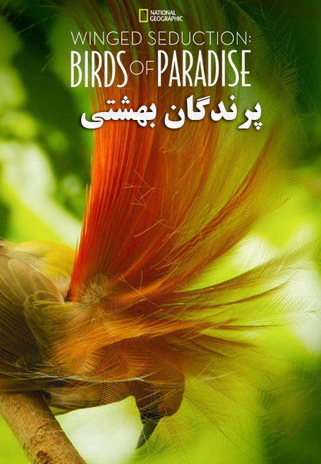 دانلود مستند پرندگان بهشتی Winged Seduction: Birds of Paradise 2012