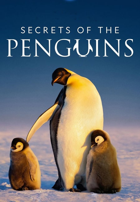 دانلود مستند اسرار پنگوئن‌ها Secrets of the Penguins 2025
